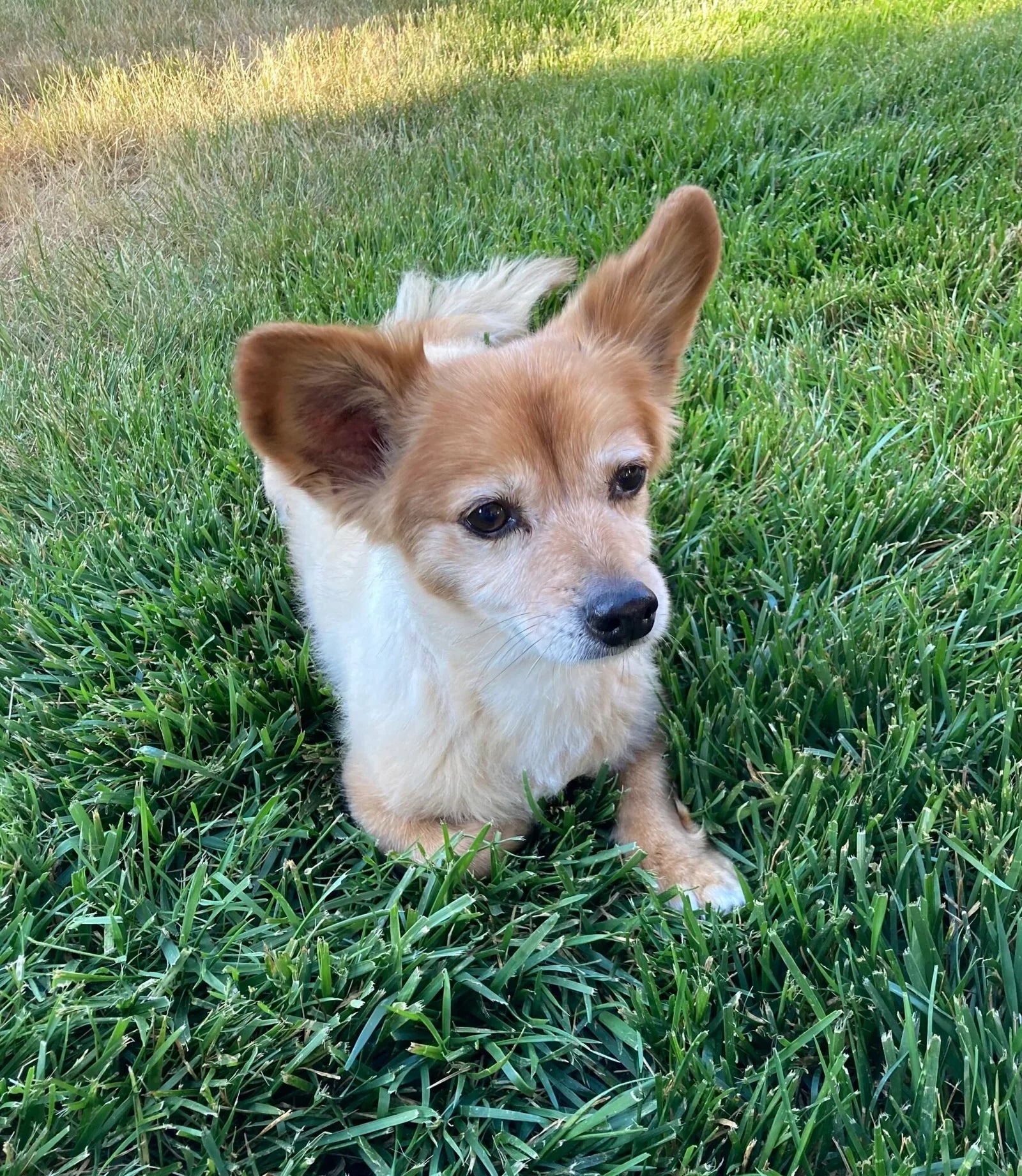 9 Ways to Dog Proof Your Furniture