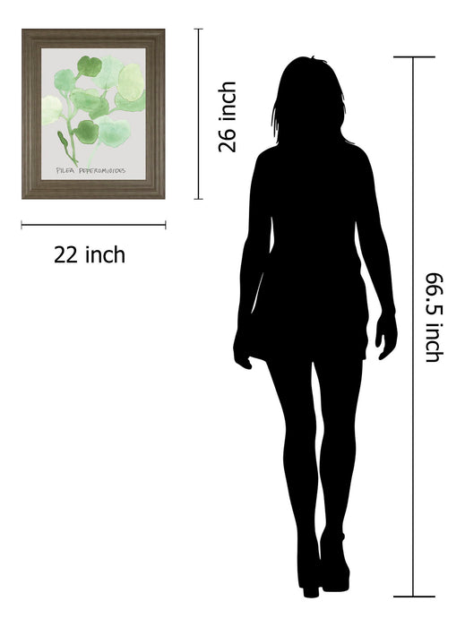 Pilea Peperomioides By Katrien Soeffers - Framed Print Wall Art - Green