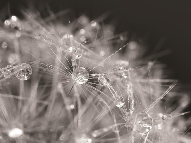 Droplet In Time I By Lori Deiter (Small) - Dark Gray