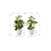 Artificial Ficus Elastica Plant (Set of 2)