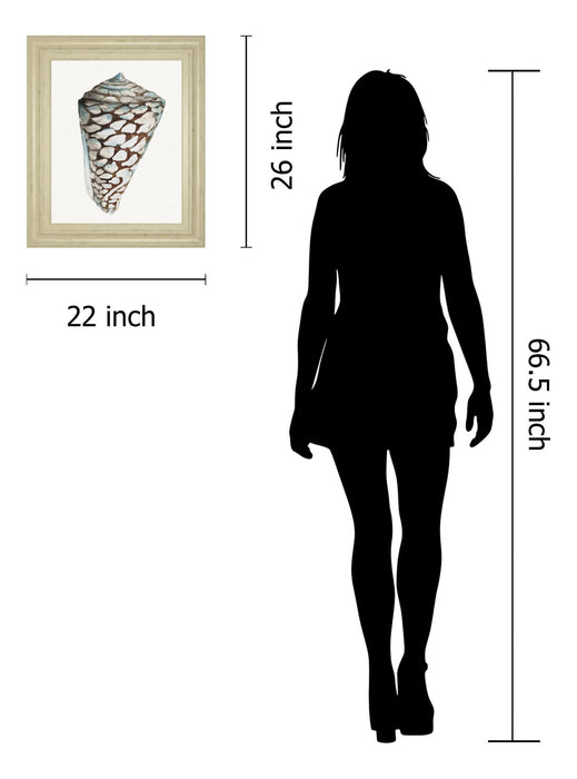 Modern Shell With Teal Il By Patricia Pinto - Framed Print Wall Art - White