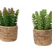 Artificial Succulent, Table Decor (Set of 2) - Green / Light Brown - Plastic