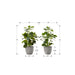 Artificial Ficus Elastica Plant (Set of 2)