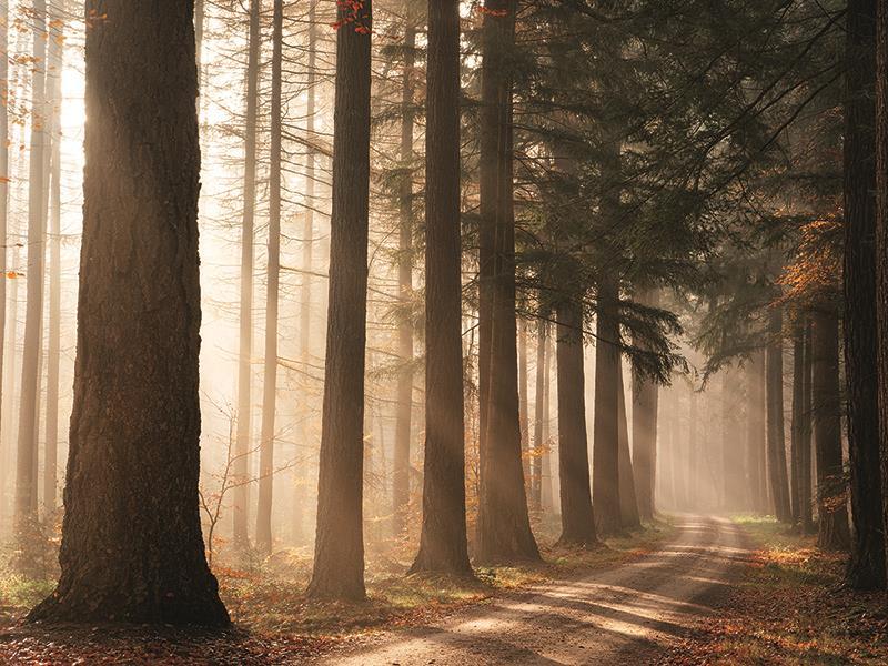 Morning Sunbeam By Martin Podt Photography (Framed Small) - Light Brown