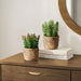 Artificial Succulent, Table Decor (Set of 2) - Green / Light Brown - Plastic