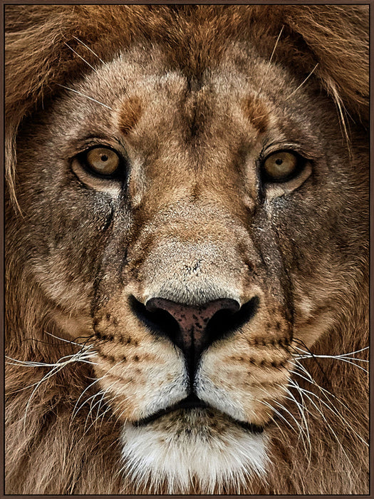 Majestic Gaze - 36" x 48" Framed Wall Art