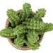 Artificial Succulent, Table Decor (Set of 2) - Green / Light Brown - Plastic