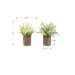 Artificial Plant, Mulberry Grass, Table Decor (Set of 2) - Green