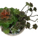 Artificial Succulent, Table Decor (Set of 2) - Green / Beige