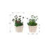 Artificial Succulent, Table Decor (Set of 2) - Green / Beige