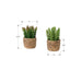 Artificial Succulent, Table Decor (Set of 2) - Green / Light Brown - Plastic